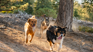 Three dogs run along a narrow dirt path in the forest at Big Bear Lake, CA. A smiling golden retriever is on the left. In the center is a smaller dog, and to the right is a larger black-and-white dog with its tongue out. Trees line the sides of the path, and sunlight filters through the branches in this dog-friendly area.