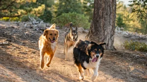 dog-friendly_big_bear-dogs-in-forest_00588cdef1e3d54756582b576359604b