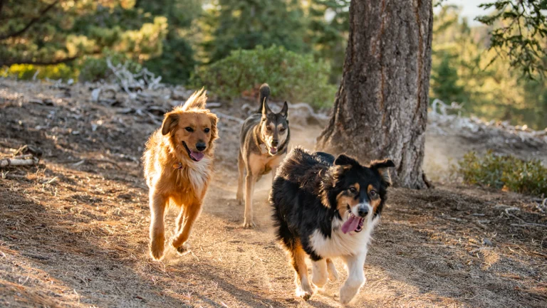dog-friendly_big_bear-dogs-in-forest_00588cdef1e3d54756582b576359604b