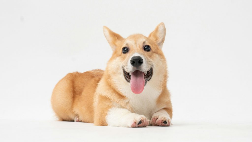 A brown and white corgi with large ears sits on a plain white background.