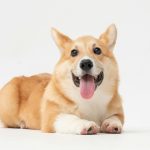 A brown and white corgi with large ears sits on a plain white background.