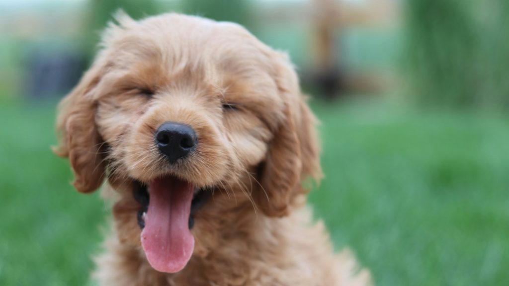 A fluffy brown puppy sits on green grass with its eyes closed and tongue out.