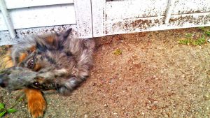 A fluffy dog with grey and black fur lies on rough, textured ground, partially under a white, weathered fence at their California home. The dog's head and front legs are visible; its ears are perked up and its eyes gaze to the side. Nearby, grass emerges through the ground.