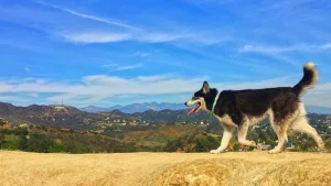 Top 5 dog parks in California