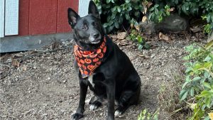 A black dog with pointed ears and a white snout sits on a gravel surface in front of a red wooden building and green foliage. The rescue dog wears a black and orange bandana with a pumpkin pattern, gazing attentively into the distance.