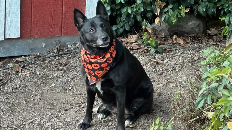Skylar was rescued from a high-kill shelter in Turlock.