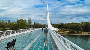 A person strolls with their dog across a modern suspension bridge with a glass floor in Redding. Another dog is ahead, and two people walk in the distance. The sky is cloudy, and trees and water flank both sides of the bridge, offering a scenic spot for an outing.
