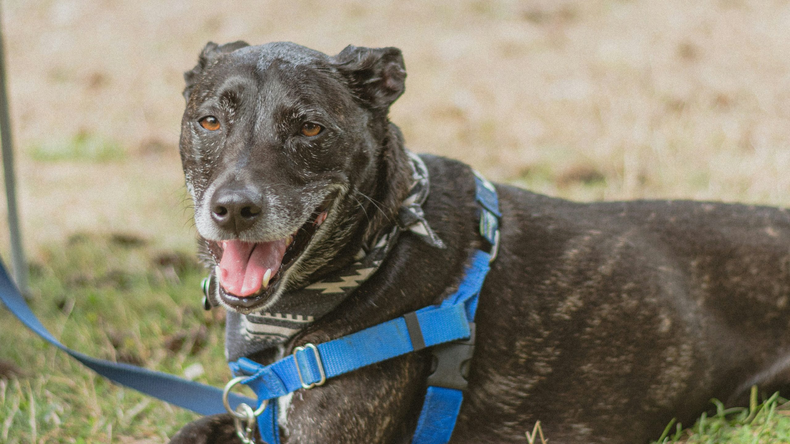 A black dog with a graying muzzle lies on the grass, comfortably secured in a blue harness and leash. Its tongue is out, and its ears are perked up. The dog looks alert but content, clearly enjoying the outdoor setting.