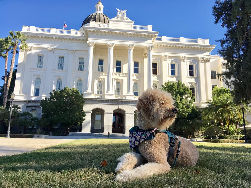 A curly-haired dog in a patterned harness rests on the grass before a large white building characterized by columns and a dome. Sunlight illuminates the scene, with trees and palm trees in the background, creating a vintage postcard-like atmosphere.