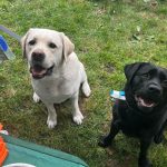 Two dogs, one with light fur and the other with dark fur, sit on the grass looking up. They are surrounded by people and colorful items such as orange and green fabric. Both dogs look happy and are wearing collars and leashes, capturing a moment worth remembering in newsletter archives.