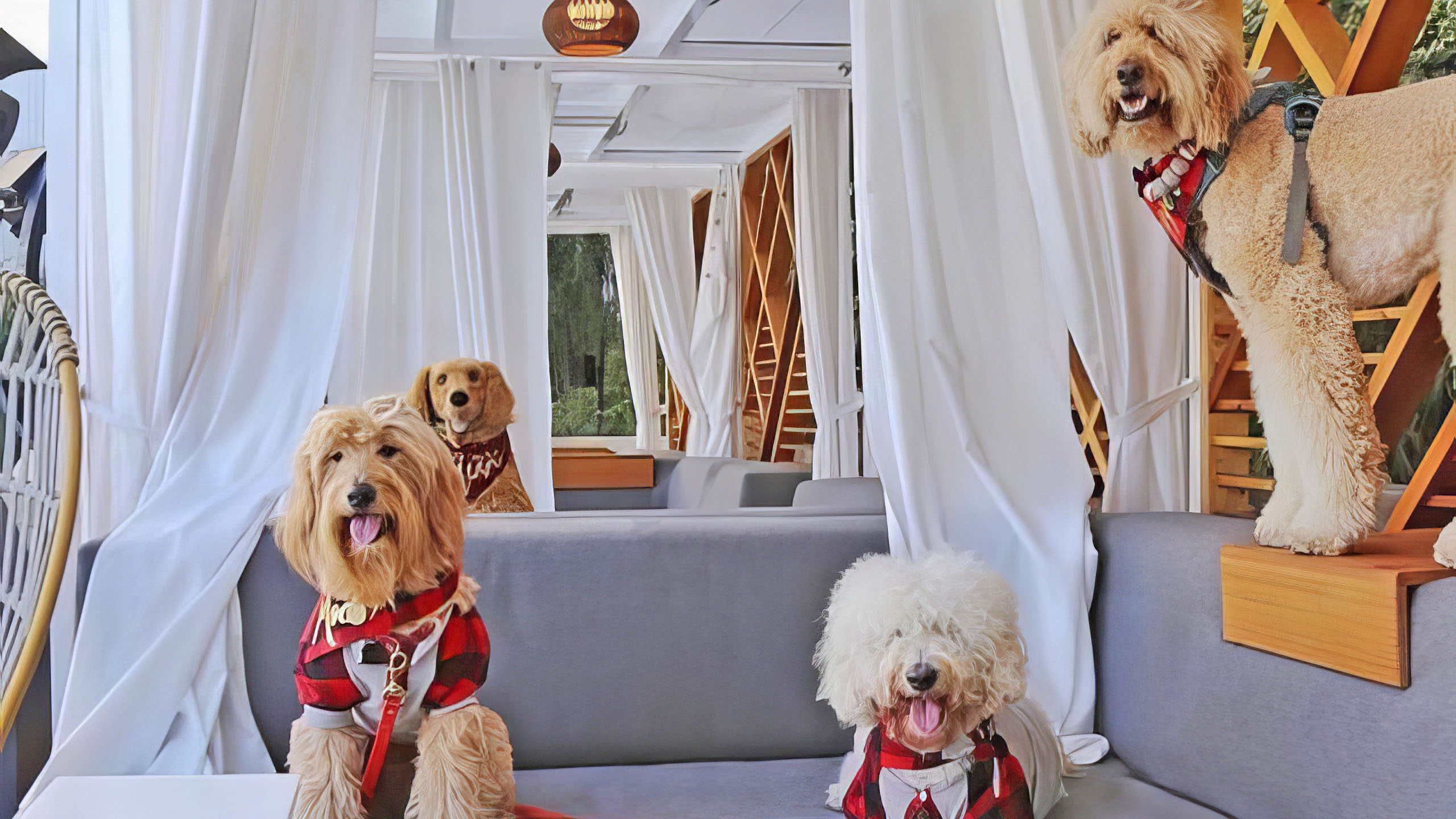 Four fluffy dogs in red harnesses rest in a stylish outdoor seating area of a chic Sacramento hotel. The setting features white drapes and wooden decor. One dog relaxes on a couch, another lies on the floor, while two others perch on raised wooden platforms, all appearing relaxed and content.
