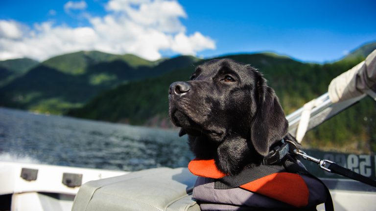 A black Labrador Retriever in an orange life jacket sits on a boat, looking out over a calm, dog-friendly lake. The water is surrounded by forested mountains and the sky above is bright blue with scattered clouds.