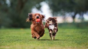 Two dogs are running on a grassy field in Sacramento. The larger, brown dog carries a red ball in its mouth, while the smaller, brown and white dog runs excitedly beside it. The background, blurred with trees, suggests they are in a park. Both dogs look joyful and energetic.