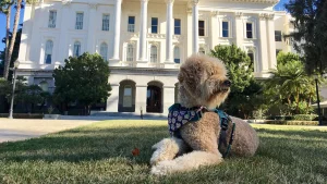 Jagger DWagger at the Capitol.