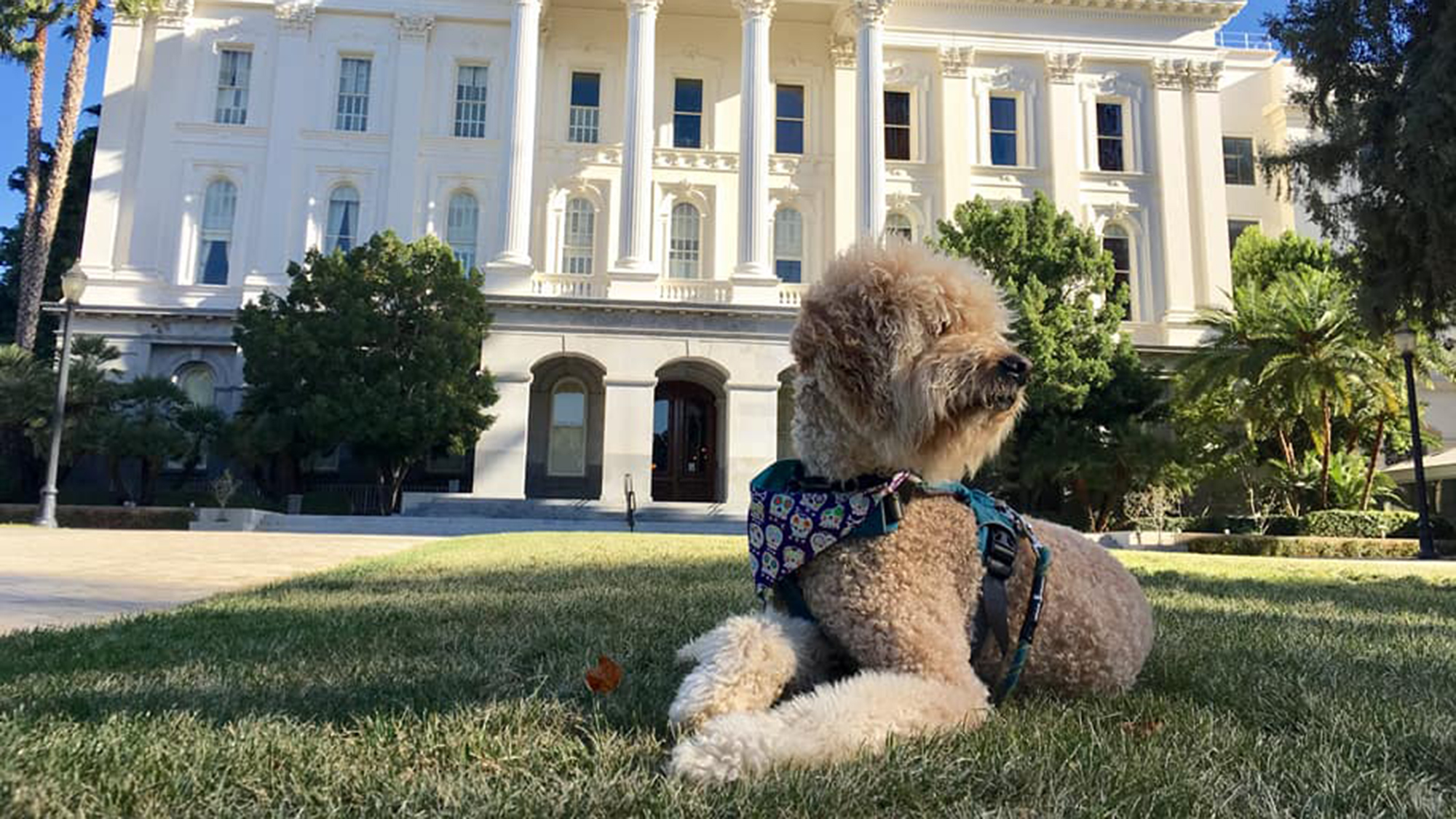 A beige-coated dog lies on the grass, wearing a colorful bandana and blue harness. Behind the dog stands a large white historic building with tall columns and many windows, framed by trees against a clear blue sky. This is an ideal location for one of Sacramento's top five dog-friendly activities.