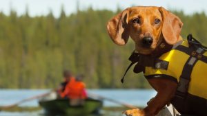 A brown dachshund in a yellow life jacket stands at the forefront, gazing directly into the camera. In the blurred background, two people are rowing a boat on a lake encircled by thick, green forest. The dog takes center stage, highlighting the importance of water safety for pets while still capturing an active outdoor scene.