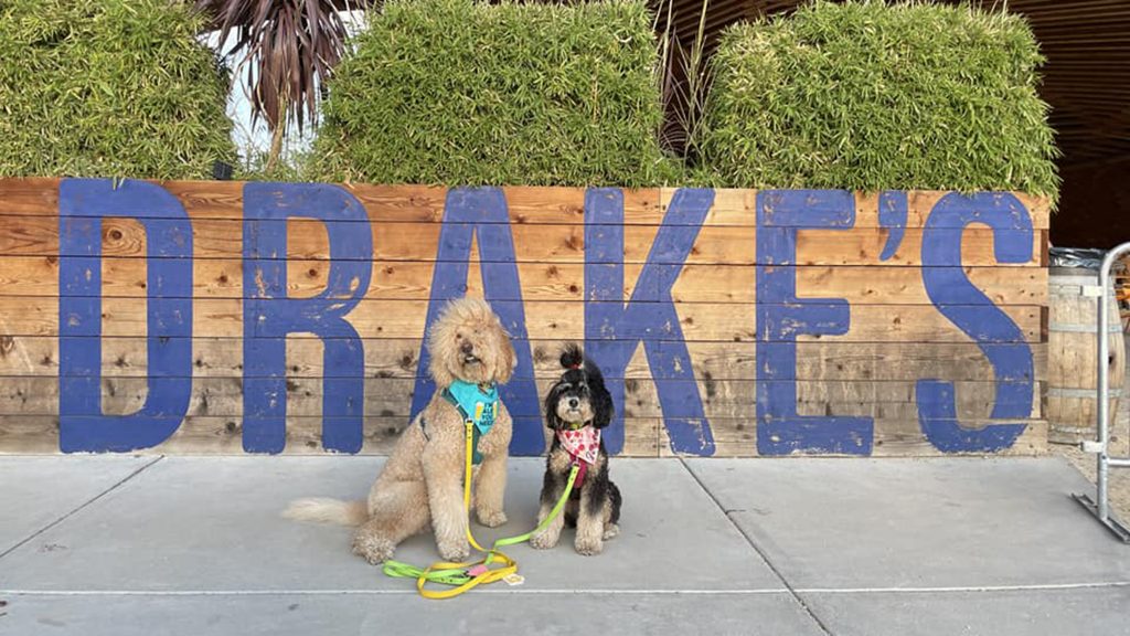 Two fluffy dogs, one light brown and one black, sit attentively in front of a large wooden structure with "DRAKE'S" painted in blue letters. Both dogs are secured with leashes and wear colorful harnesses. Green plants hang over the top of the wall, suggesting a welcoming environment suitable for visiting tasting rooms with your pets.