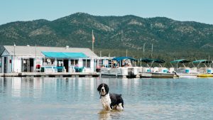 A black and white dog stands in the shallow water at Big Bear Lake. Nearby, several boats are docked beside a marina building with blue awnings. In the background, green-forested mountains rise under a clear blue sky.