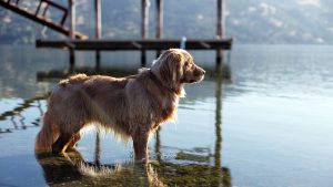 A Golden Retriever stands in the shallow water beside a lakeside dock in Lake County. The dog's wet fur glistens under the sunlight. In the background, a serene lake is framed by mountainous terrain, with a clear blue sky overhead.