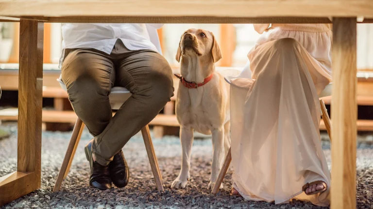 Dogs love Sacramento outdoor dining.