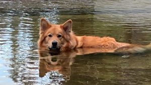 A fluffy, golden-brown dog rests in the shallow waters of Folsom Lake, its head and back breaking the clear surface. The still water mirrors both the dog and the rocky, tree-lined surroundings.