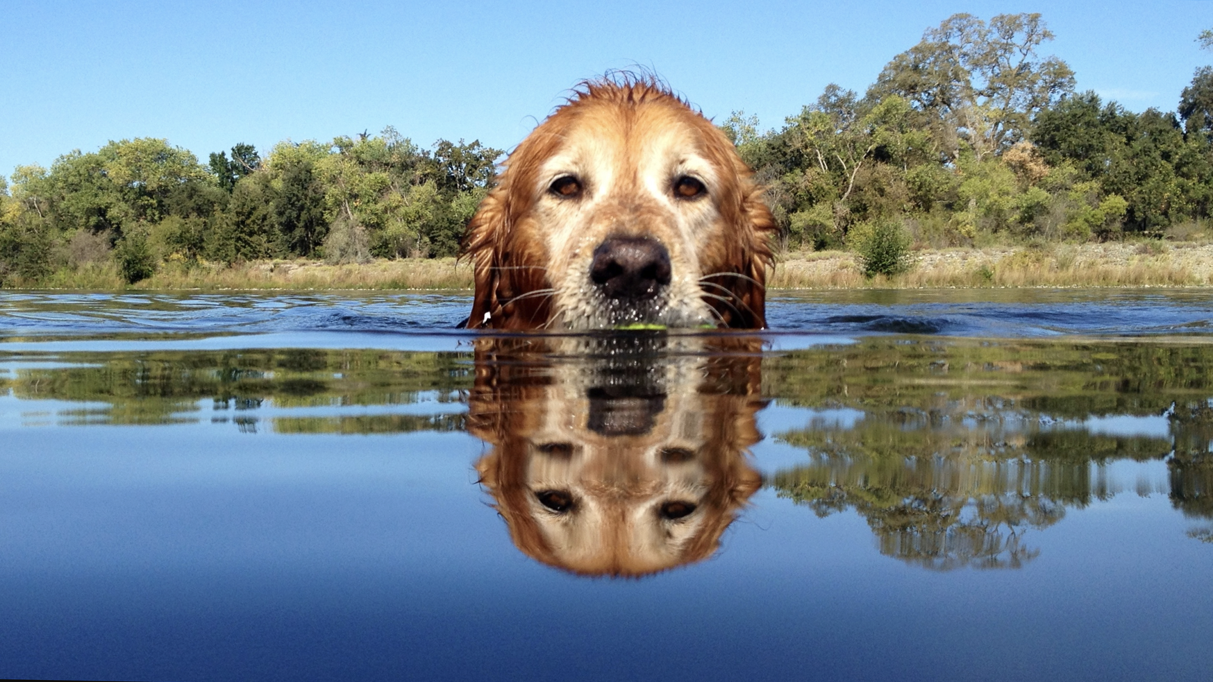 A golden retriever swims in a serene lake along the Sacramento trails. Only its head breaks the water's surface, the reflection uncannily sharp. Trees and a bright, blue sky form the backdrop.