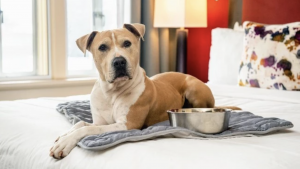 A tan and white dog with a curious expression lies on a bed in Hotel Shattuck Plaza. The bed is covered with a white comforter and has a grey dog mat and metal food bowl placed in front of it. The room features colorful pillows on the bed and a lamp near the window, creating an inviting atmosphere.