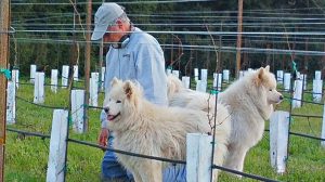 In a vineyard with rows marked by white posts and wires, a person in a cap and sweater kneels on the ground. Two fluffy white dogs stand nearby, one looking ahead while the other surveys the surroundings.