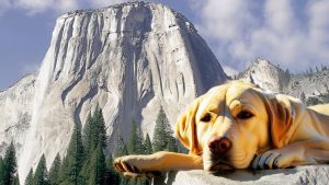 A golden Labrador retriever in Yosemite