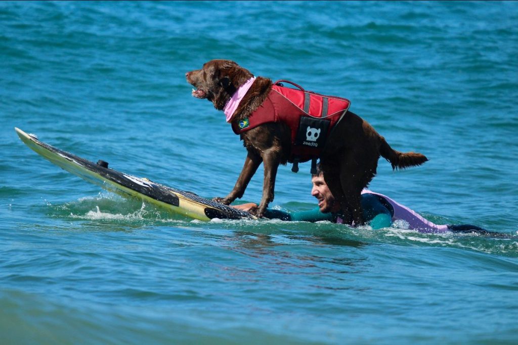 A man in a wetsuit surfs on a board in the ocean. His brown dog, wearing a red life jacket, stands securely at the front of the board. The calm, clear blue water adds to their enjoyment of this exciting activity.