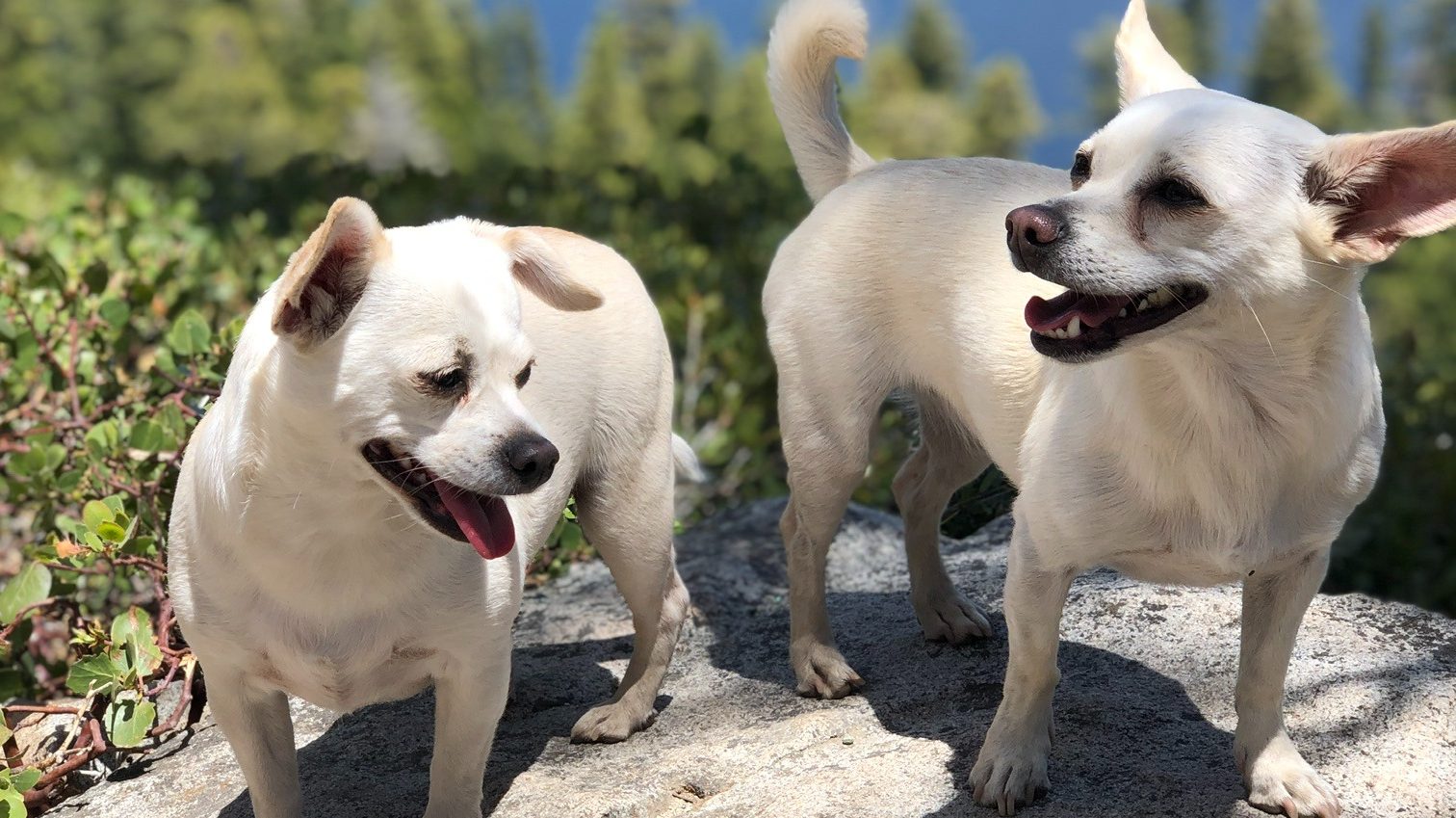 Two small white dogs stand on a rocky ledge, overlooking a scenic lake surrounded by lush greenery in California. The dog on the left pants with its tongue out, while the dog on the right gazes ahead. Both appear content and relaxed in the sunlight—an ideal image for a DogTrekker photo contest.