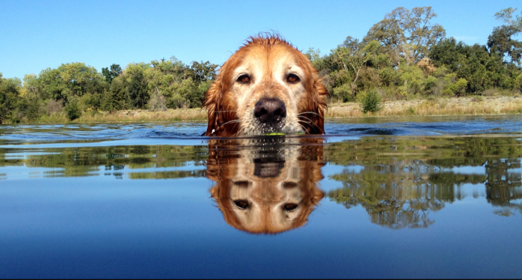 A golden retriever stands in calm water, with only its head visible above the surface. The dog's reflection is clear in the surrounding water. The scene includes trees and a blue sky, evoking a tranquil atmosphere similar to moments featured in our newsletter archives.