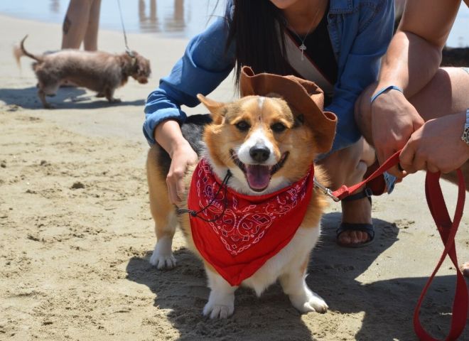 A Corgi with a red bandana around its neck and a cowboy hat perched on its head stands on the sandy beach. Someone pets the cheerful dog as another dog walks near the shoreline. This scene captures one of the must-see summer events for dog lovers.