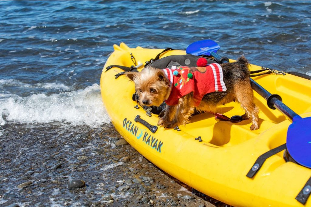 A small dog clad in a red sweater stands on a yellow kayak marked "OCEAN KAYAK." The kayak, with blue paddles, rests partially in the water on a pebble beach near Little River Inn. Waves lap at the shore.