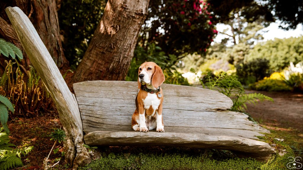 A beagle sits on a wooden bench in the garden of Little River Inn. The bench, crafted from a weathered tree trunk, is surrounded by dense greenery. The dog appears alert with trees and plants behind it.