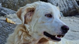 A light-colored dog, soft and fluffy in appearance, sits poised before the rugged backdrop of large rocks on the northern California coast. Its gentle eyes gaze outward with a calm demeanor. The ears are perked just enough to suggest curiosity, while its slightly open mouth reveals a hint of teeth. Adding a touch of autumn to the scene, a single brown leaf is nestled near one ear.