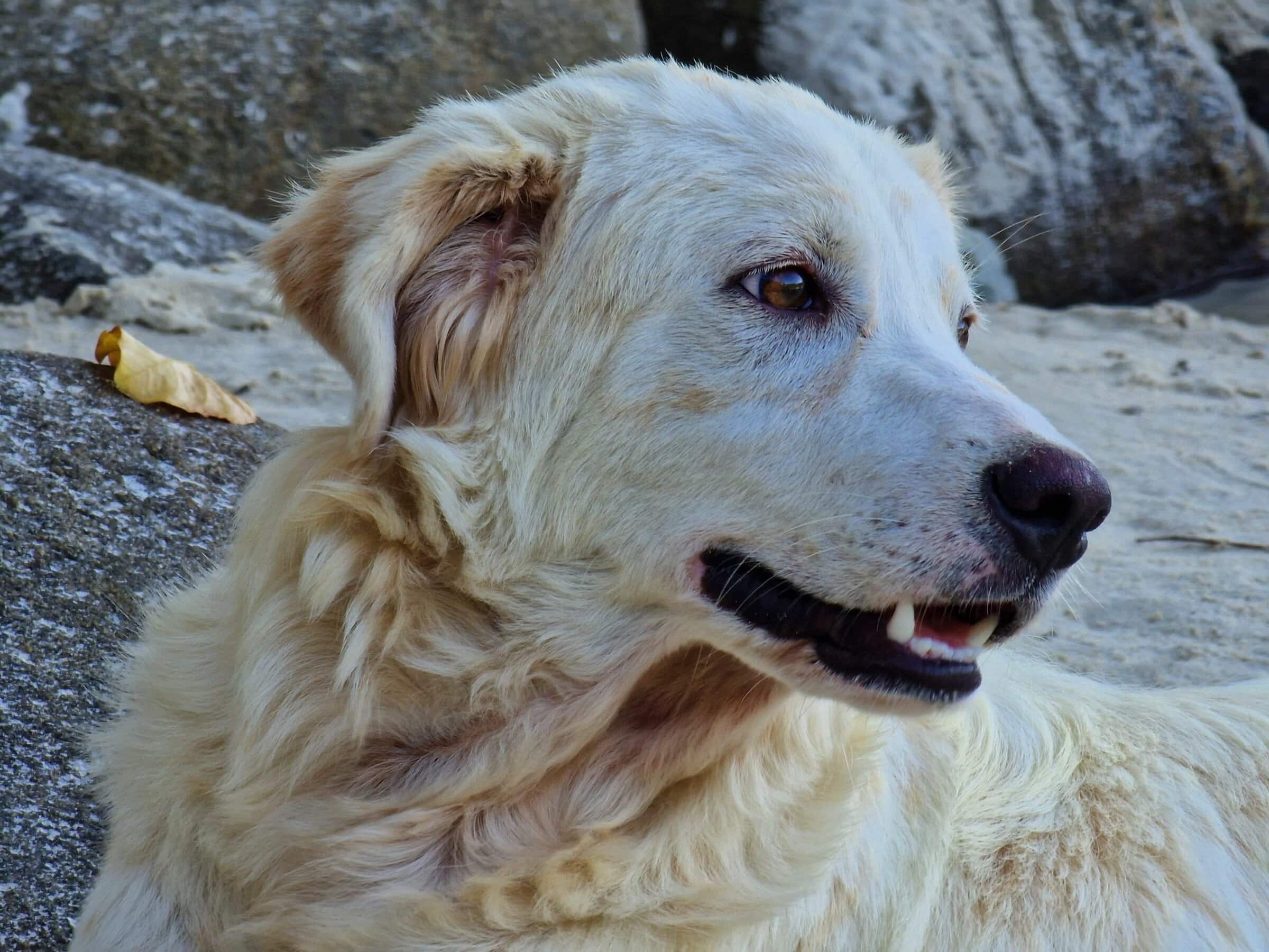 A light-colored dog, soft and fluffy in appearance, sits poised before the rugged backdrop of large rocks on the northern California coast. Its gentle eyes gaze outward with a calm demeanor. The ears are perked just enough to suggest curiosity, while its slightly open mouth reveals a hint of teeth. Adding a touch of autumn to the scene, a single brown leaf is nestled near one ear.
