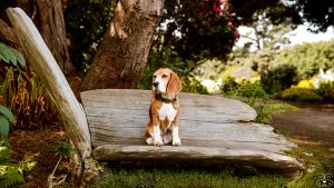 A beagle rests on a wooden bench in a Mendocino County garden filled with trees, ferns, and flowering shrubs. The dog looks to the side, calm and observant. The green surroundings enhance the peaceful setting.