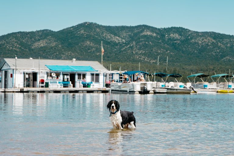 A black and white dog wades in the shallow water at Big Bear Lake. Behind it, a marina with boat docks and several boats sits next to the shore. In the background, a building is nestled among mountains under a clear blue sky.