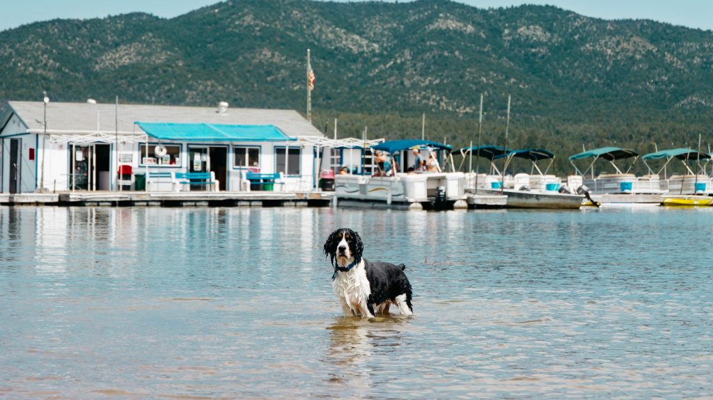 A black and white dog wades in the shallow water at Big Bear Lake. Behind it, a marina with boat docks and several boats sits next to the shore. In the background, a building is nestled among mountains under a clear blue sky.