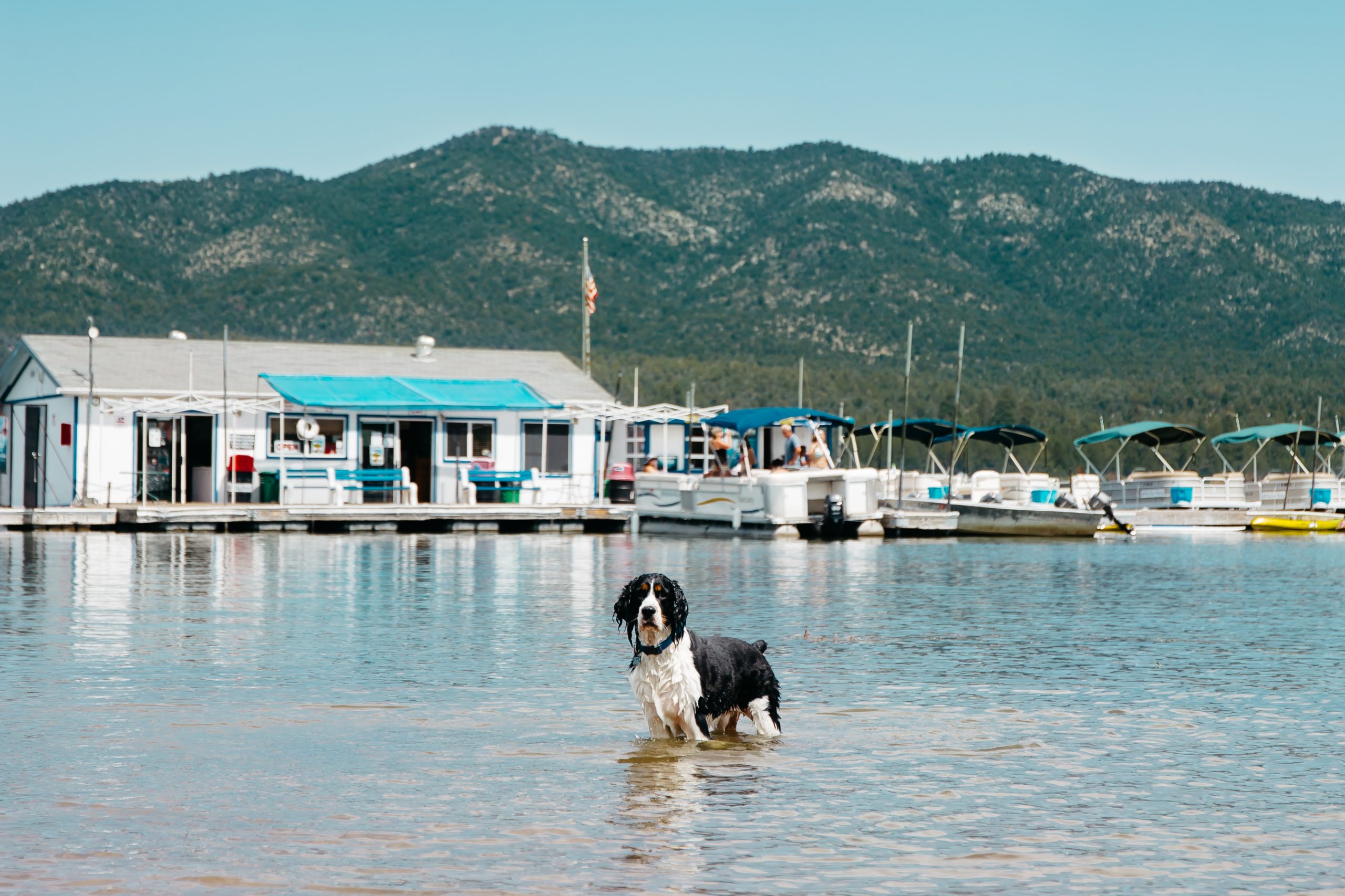 A black and white dog wades in the shallow water at Big Bear Lake. Behind it, a marina with boat docks and several boats sits next to the shore. In the background, a building is nestled among mountains under a clear blue sky.