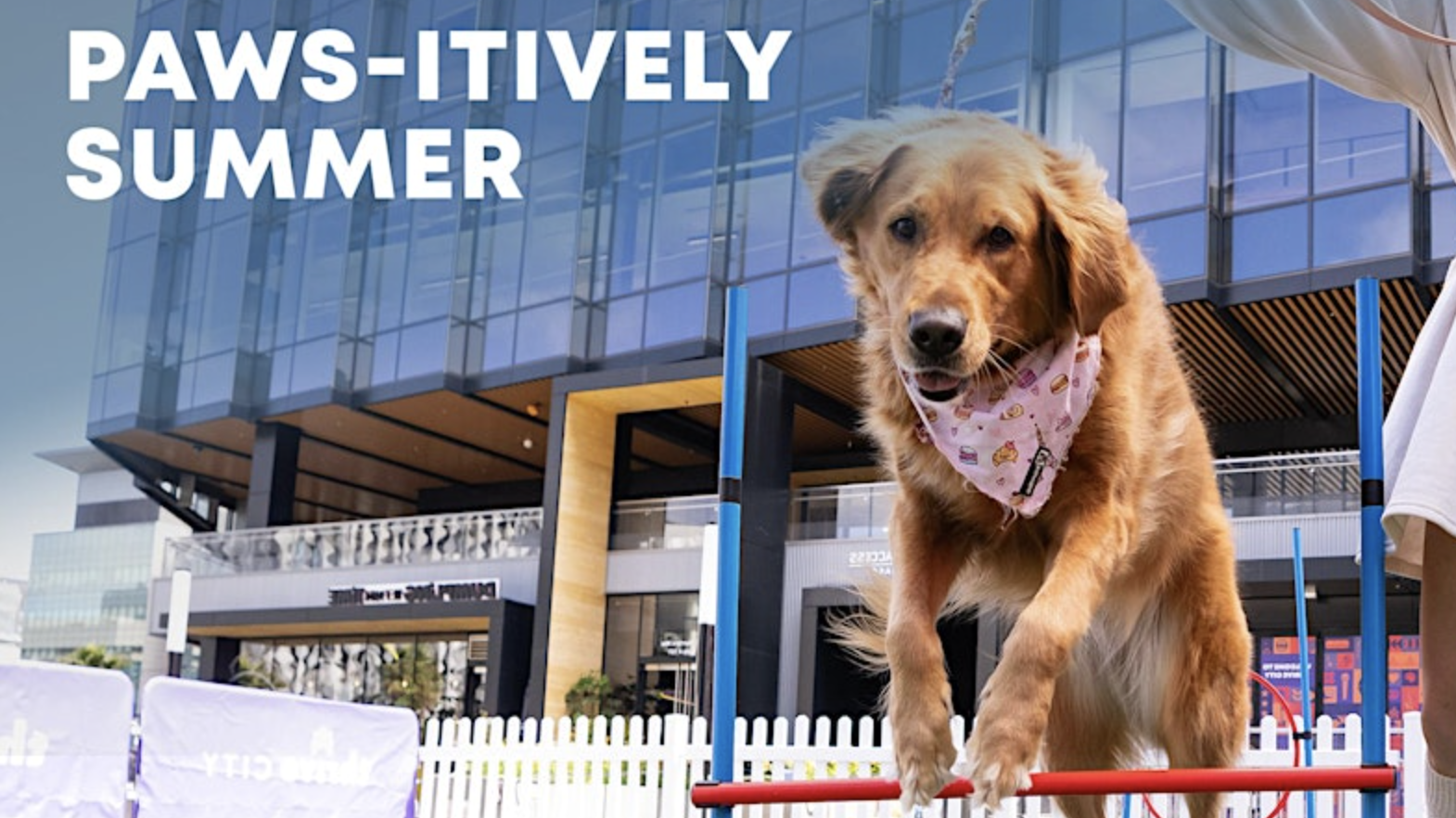 A golden retriever wearing a patterned white bandana jumps over a red hurdle. In the background, there's a modern building with large glass windows. "Paws-itively Summer" is written in white letters at the top left corner.