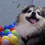 A dog with a fluffy coat marked in grey, white, and black sits in a playpen filled with colorful plastic balls. The dog's expression is happy, and it wears a harness with an ID tag. The netted wall of the playpen forms the background as it prepares for Pawlympics III.