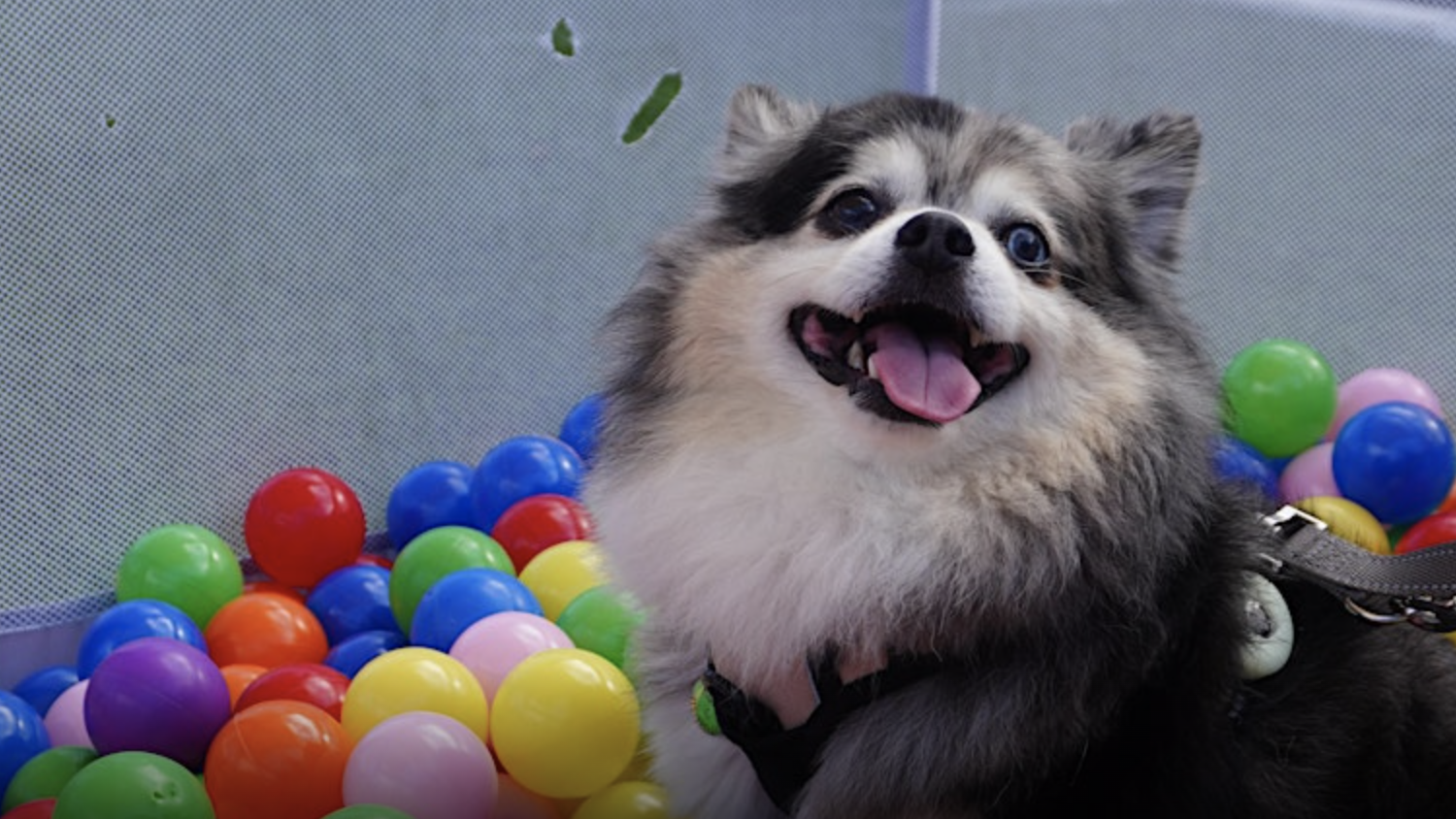 A dog with a fluffy coat marked in grey, white, and black sits in a playpen filled with colorful plastic balls. The dog's expression is happy, and it wears a harness with an ID tag. The netted wall of the playpen forms the background as it prepares for Pawlympics III.