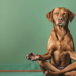 A brown dog sits cross-legged on the floor with its front paws raised and eyes closed, resembling a meditative yoga pose. The background features a solid green wall and a light brown floor, creating a calm setting ideal for Dog Lovers interested in sharing a Sound Bath with their pets.