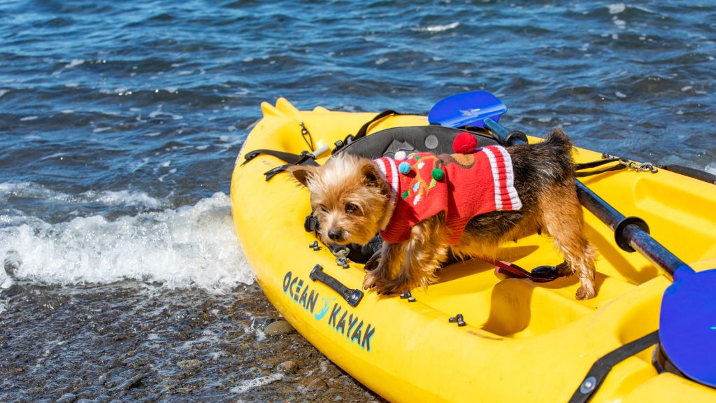 A small dog in a red sweater adorned with holiday decorations stands on a yellow "Ocean Kayak" at the water's edge in Mendocino. The kayak is partially submerged, and gentle waves meet the shore. The dog looks alert and curious.