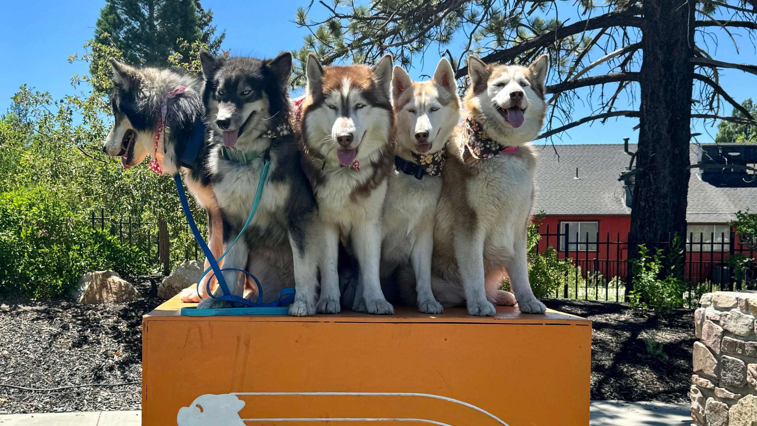 Five Siberian Huskies sit in a row on an orange platform outside. Behind them, there are trees and a building with a red wall and a black roof. The dogs display various fur colors from black and white to shades of brown and white, appearing content at Big Bear Cabins.