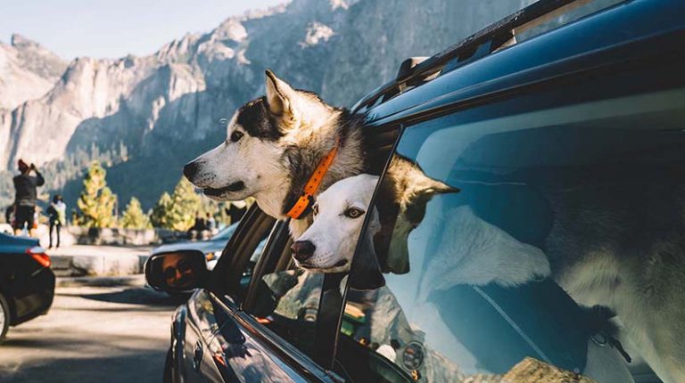 Two brown-and-white dogs poke their heads out of a car window, collars snug around their necks. The car sits in a picturesque spot in Mariposa County, surrounded by trees and mountains. This area offers easy access to dog-friendly activities leading into Yosemite.