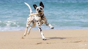 A Dalmatian runs on a sandy beach with the ocean in the background, carrying a stick. Its ears are perked up, and it is mid-leap, showing excitement. The scene, captured by Bijou Pet Photography, is bright under a clear sky.