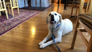 A large, white dog with a blue collar and leash rests on the polished wooden floor of the dining room at Stanford Inn. The room is cozy, with decorative rugs adding to its warmth. The dog's mouth is slightly open, giving it a content and relaxed appearance.